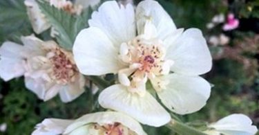 Alcalthaea suffrutescens 'Frieden'