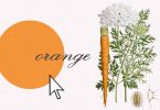 Sensitive nature and the invention of the carrot-coloured carrots