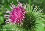 Sensitive nature and the burdock, the beautiful weed