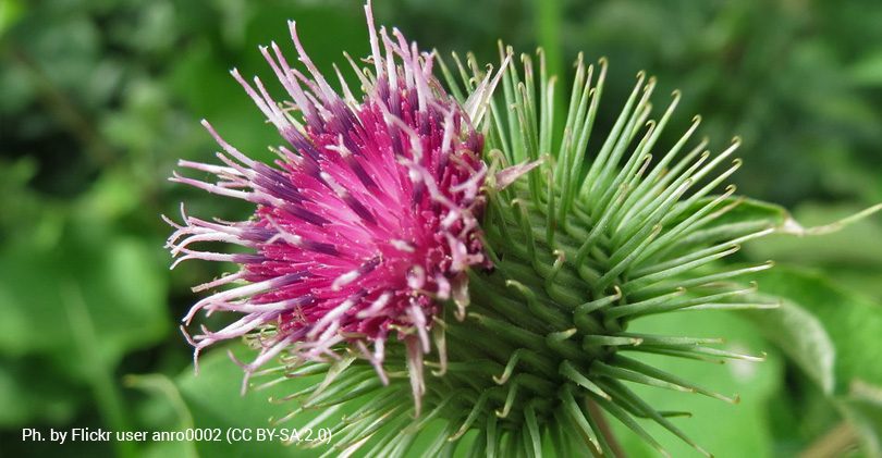 Sensitive nature and the burdock, the beautiful weed