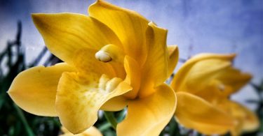 Natura sensitiva e l'orchidea, femme fatale