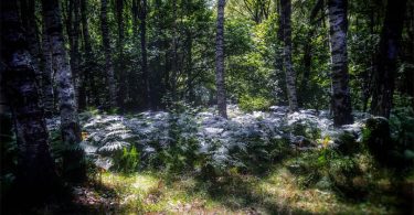 A birch forest. Ph. Anna Rapisarda